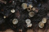 Hyalorbilia inflatula image