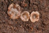 Hyalorbilia inflatula image
