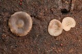 Hyalorbilia inflatula image