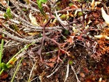Masonhalea richardsonii image