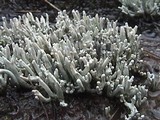 Siphula ceratites image