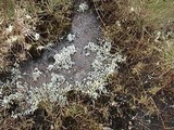 Siphula ceratites image