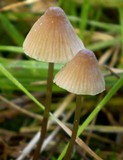 Mycena austrofilopes image