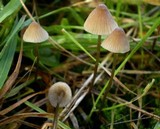 Mycena austrofilopes image