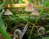 Mycena austrofilopes image