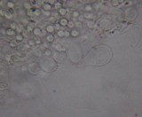 Mycena austrofilopes image
