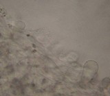 Mycena austrofilopes image