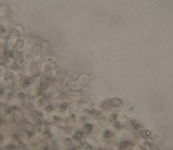 Mycena austrofilopes image