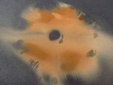 Pluteus petasatus image