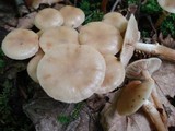 Kuehneromyces marginellus image