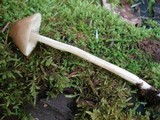 Entoloma strictius image