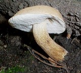 Tylopilus felleus image