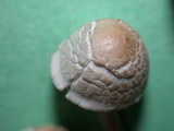 Panaeolus cinctulus image