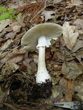 Amanita submaculata image