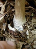 Amanita submaculata image