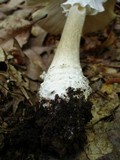 Amanita submaculata image