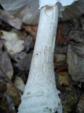 Amanita submaculata image