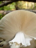 Amanita submaculata image