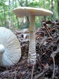 Amanita persicina image