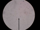 Kuehneromyces marginellus image