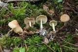 Gymnopus peronatus image
