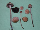 Panaeolus cinctulus image