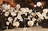 Lachnum pudibundum image
