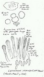 Lachnum impudicum image