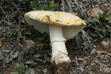 Amanita aprica image