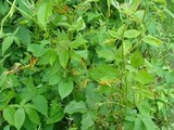 Gymnoconia nitens image