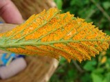 Gymnoconia nitens image
