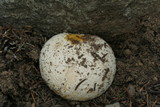 Amanita aprica image