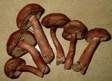Imleria badia image