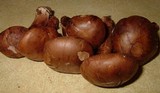 Imleria badia image