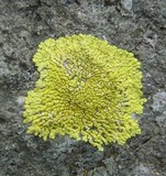Pleopsidium flavum image