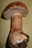 Tylopilus felleus image