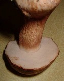 Tylopilus felleus image