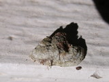 Irpex lacteus image