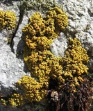 Xanthoria elegans image
