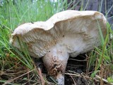 Neolentinus ponderosus image