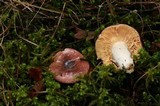 Russula murrillii image