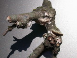 Irpex lacteus image