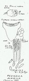 Pezizella alniella image