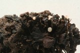 Pezizella alniella image