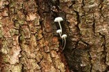 Mycena albissima image
