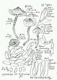 Cystolepiota petasiformis image
