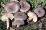 Lactarius mammosus image