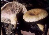 Lactarius dispersus image