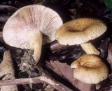 Lactarius dispersus image