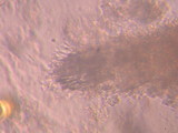Irpex lacteus image
